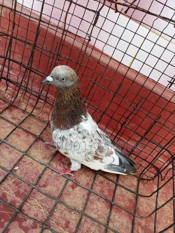 Pigeon