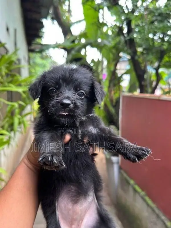 pomanariyan dogs