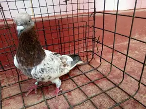 Pigeon