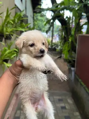 pomanariyan dogs