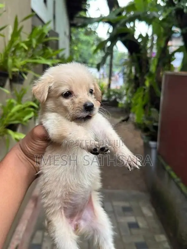 pomanariyan dogs