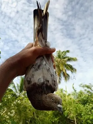 Pigeon