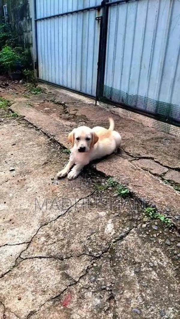 labrador