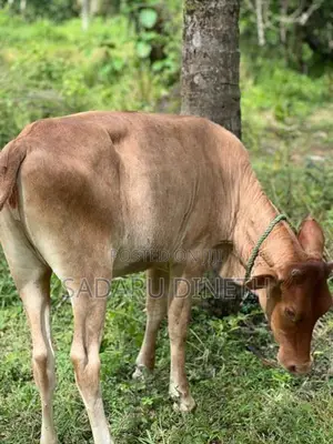 කිරි වැස්සි නැම්බි විකිනිමට කුලියාපිටිය ,උඩුබද්දාව