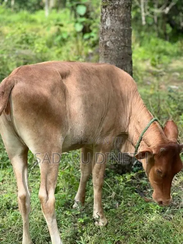 කිරි වැස්සි නැම්බි විකිනිමට කුලියාපිටිය ,උඩුබද්දාව