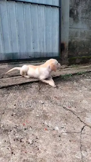 labrador
