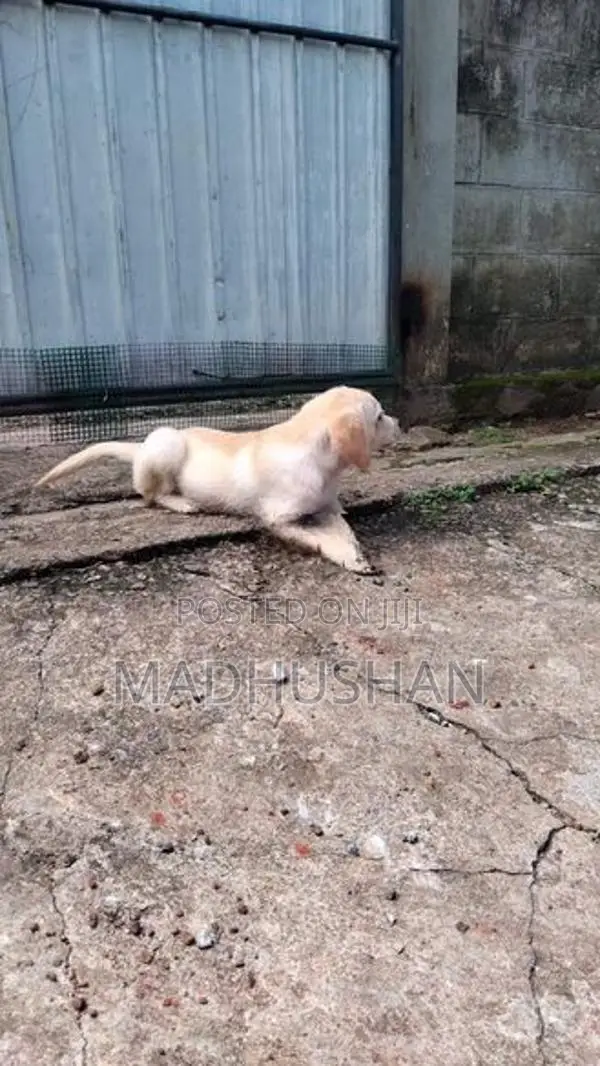 labrador
