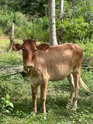 කිරි වැස්සි නැම්බි විකිනිමට කුලියාපිටිය ,උඩුබද්දාව