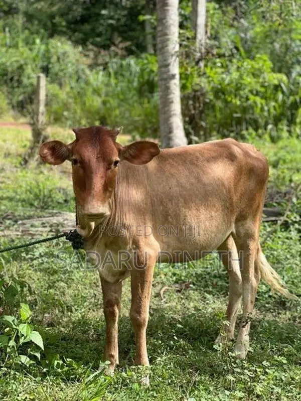 කිරි වැස්සි නැම්බි විකිනිමට කුලියාපිටිය ,උඩුබද්දාව