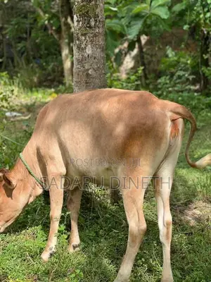 කිරි වැස්සි නැම්බි විකිනිමට කුලියාපිටිය ,උඩුබද්දාව