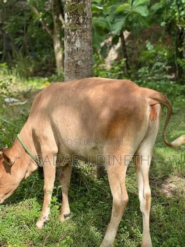 කිරි වැස්සි නැම්බි විකිනිමට කුලියාපිටිය ,උඩුබද්දාව