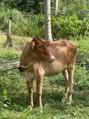කිරි වැස්සි නැම්බි විකිනිමට කුලියාපිටිය ,උඩුබද්දාව
