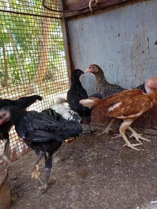 ஊர் கோழி குஞ்சுகள்