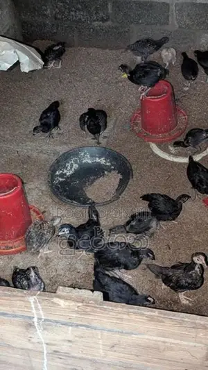 கோழிக்குஞ்சுகள்