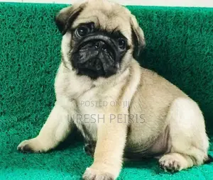 Pug Puppies