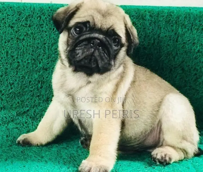Pug Puppies