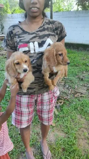 Cocker Spaniel Puppies