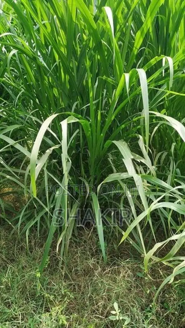 Super Napier Grass