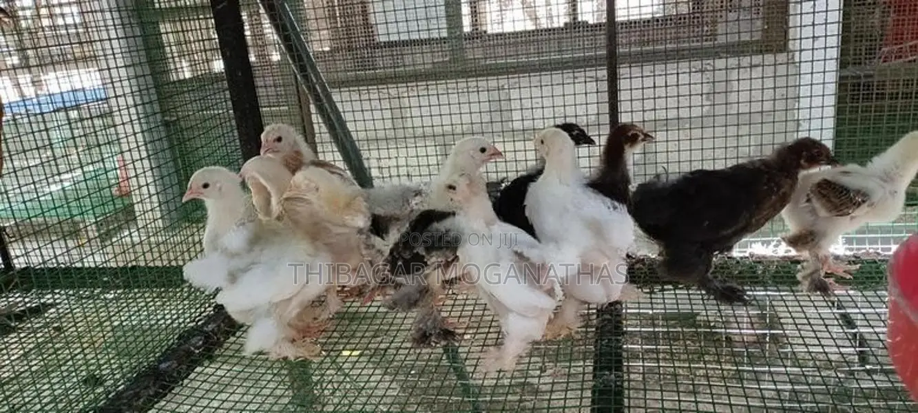பிறாமா