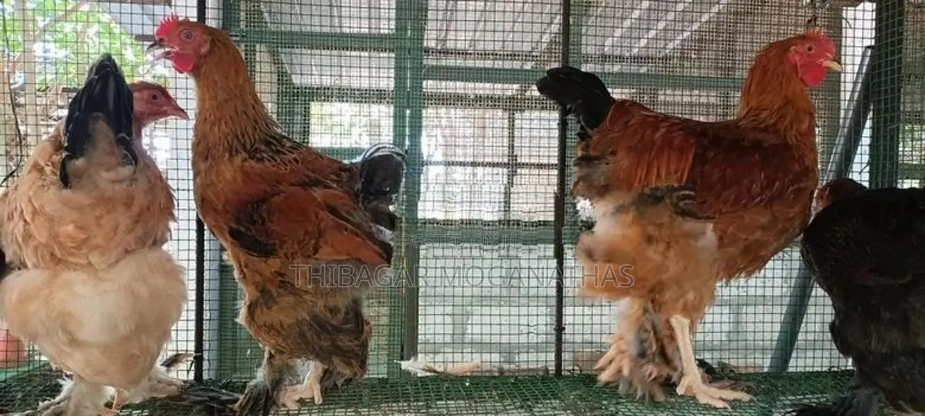 பிறாமா