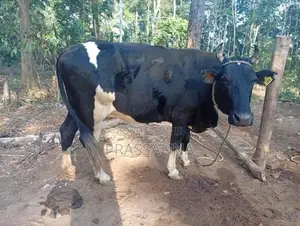 Kiri Gawayan