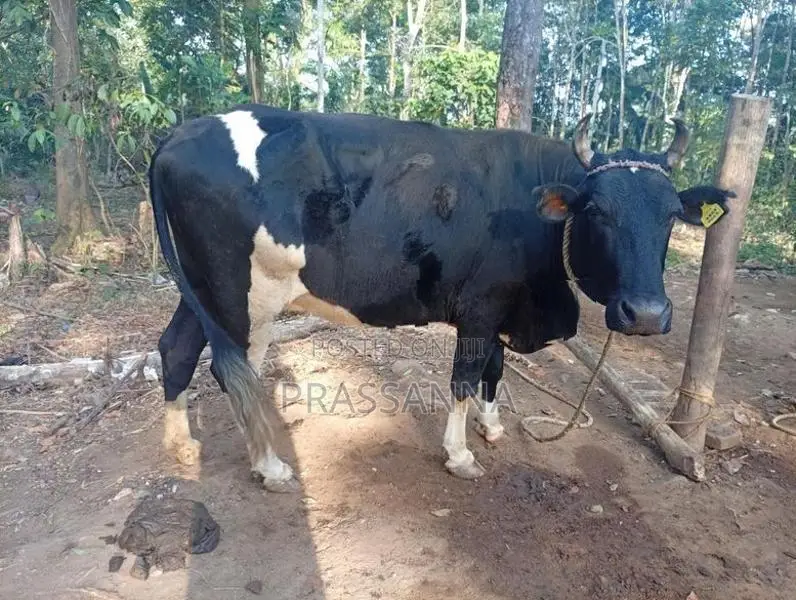 Kiri Gawayan
