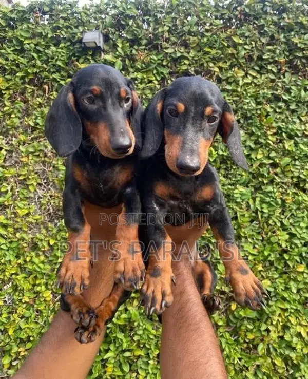 Dachshund Puppies