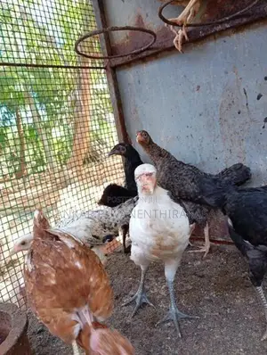 ஊர் கோழி குஞ்சுகள்