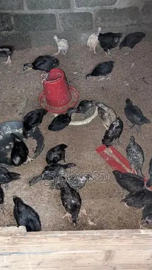 கோழிக்குஞ்சுகள்
