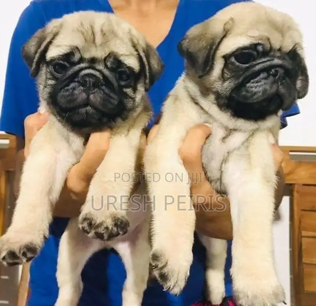 Pug Puppies