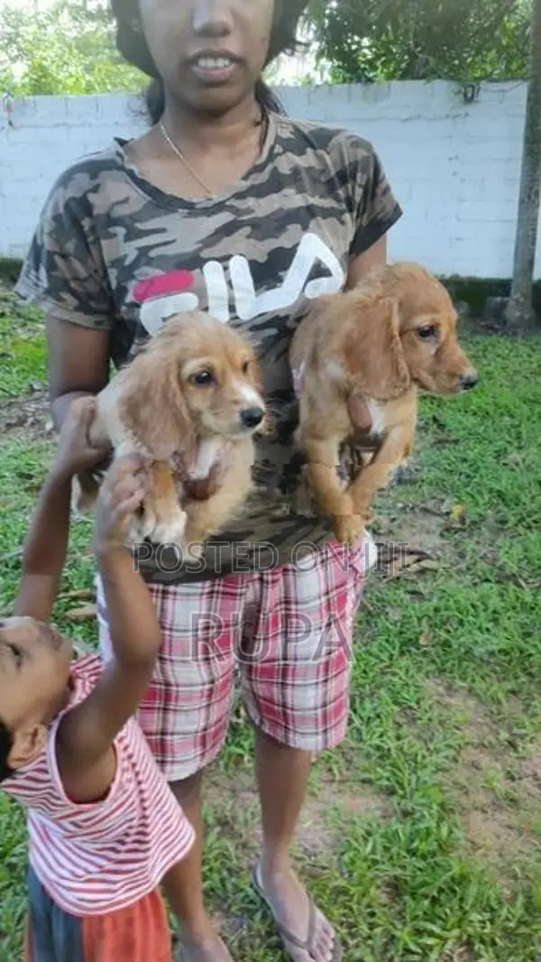 Cocker Spaniel Puppies