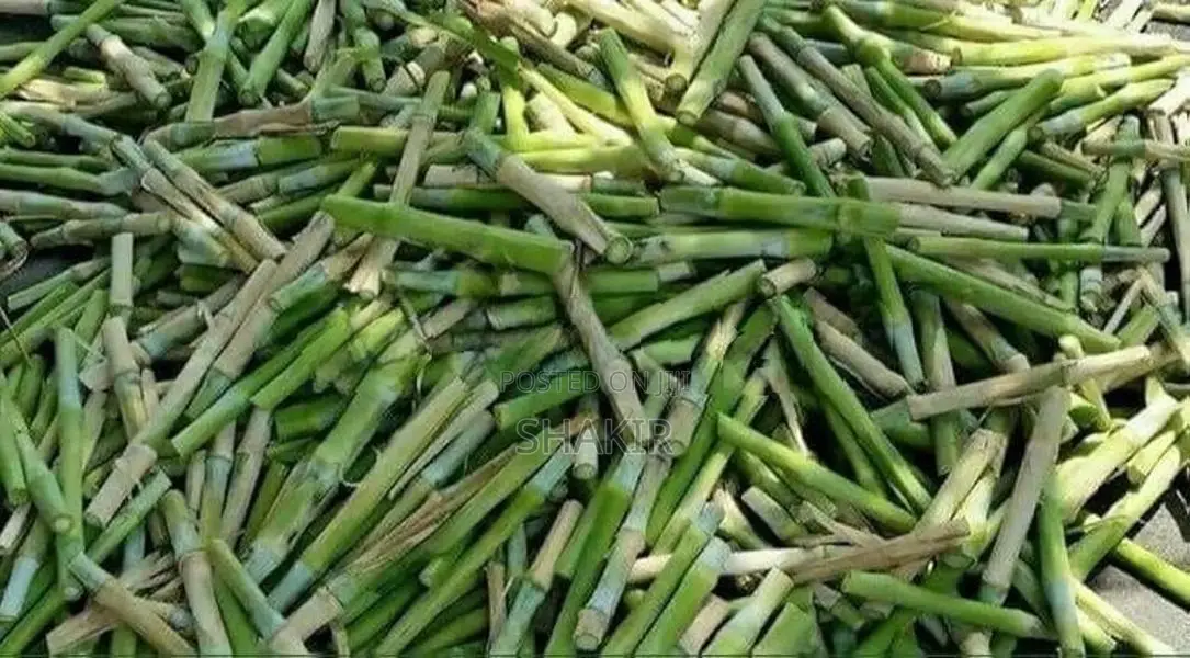 Super Napier Grass