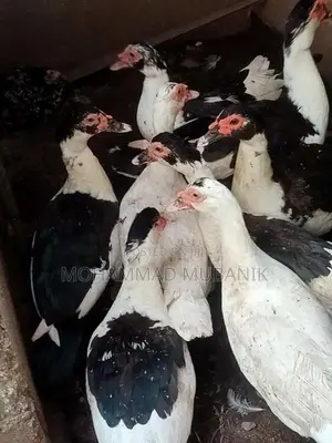 அன்னம்