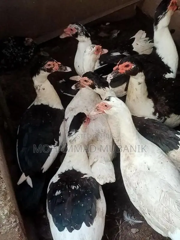 அன்னம்