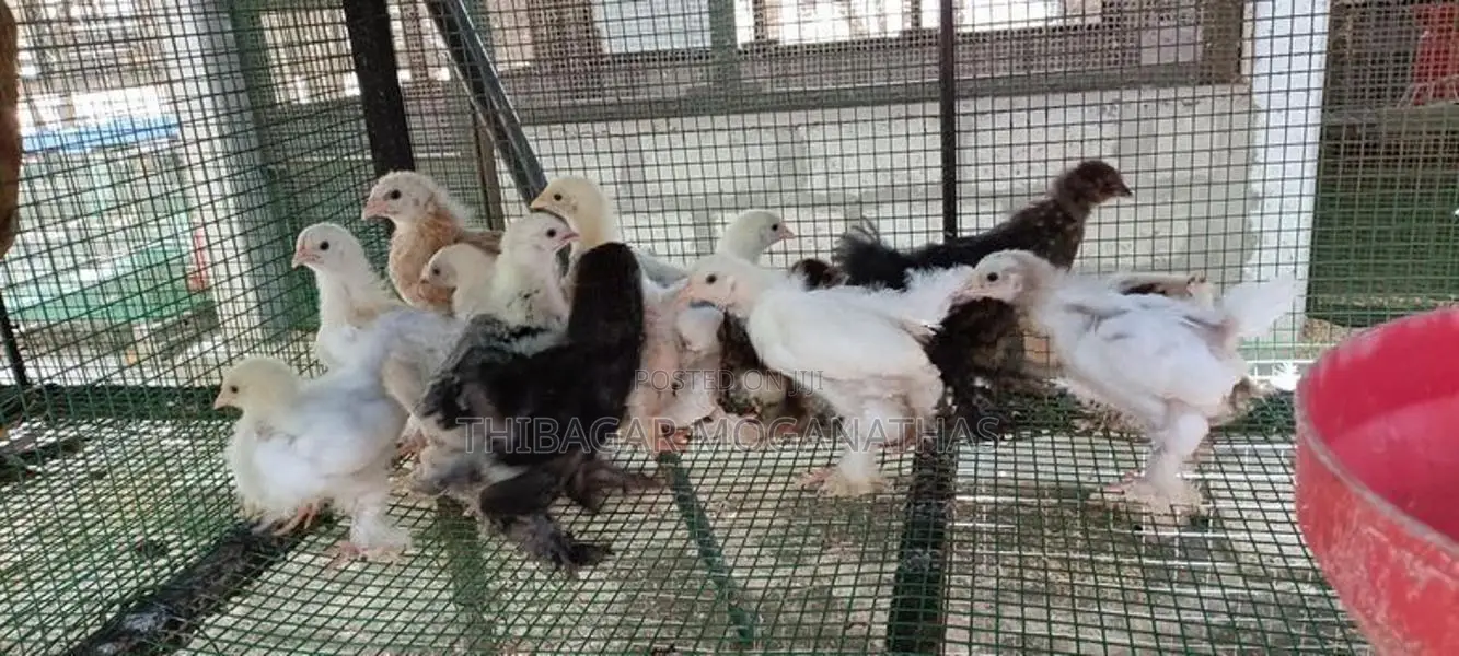 பிறாமா