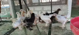 பிறாமா
