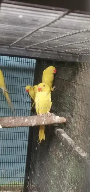 Yellow Pattots