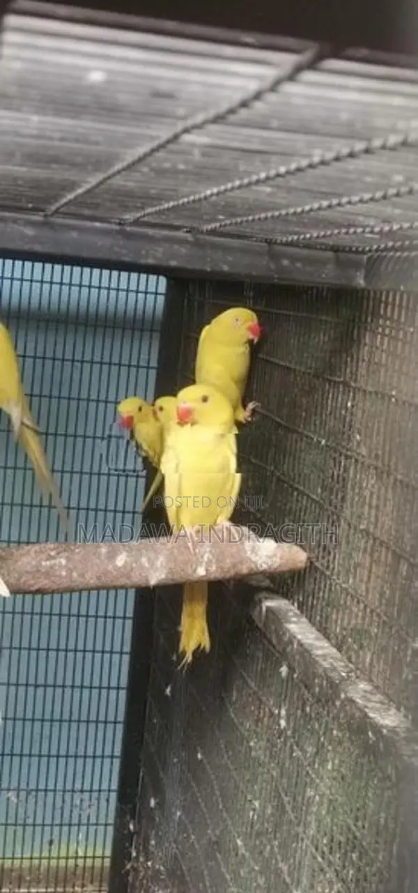 Yellow Pattots