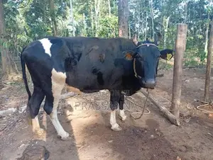 Kiri Gawayan