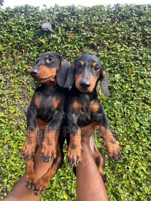 Dachshund Puppies