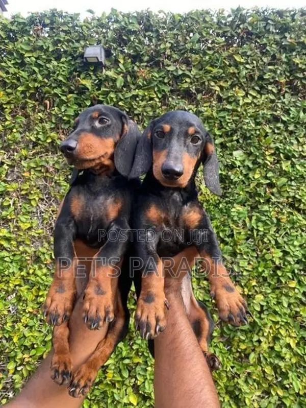 Dachshund Puppies