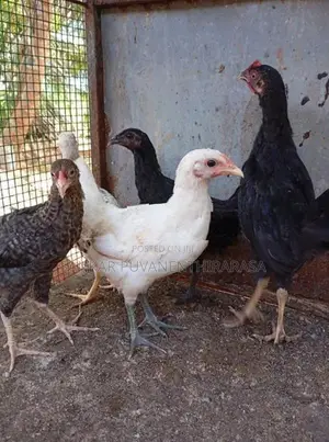 ஊர் கோழி குஞ்சுகள்