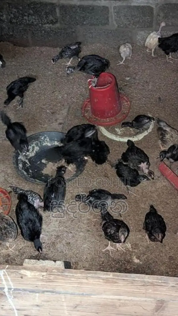 கோழிக்குஞ்சுகள்