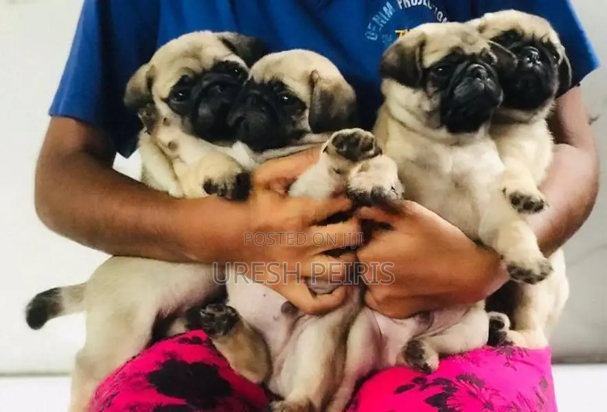 Pug Puppies