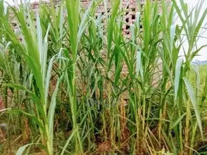Super Napier Grass