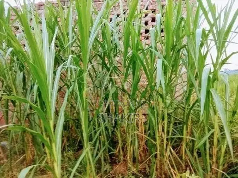 Super Napier Grass