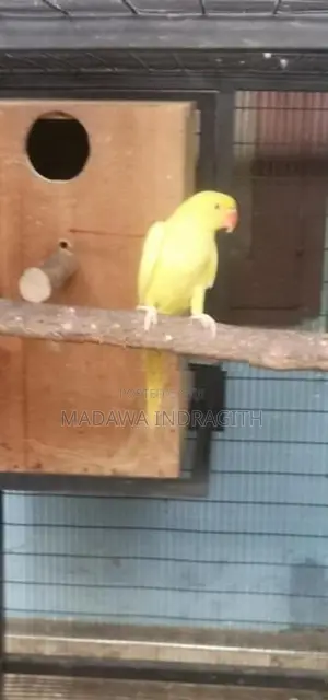Yellow Pattots