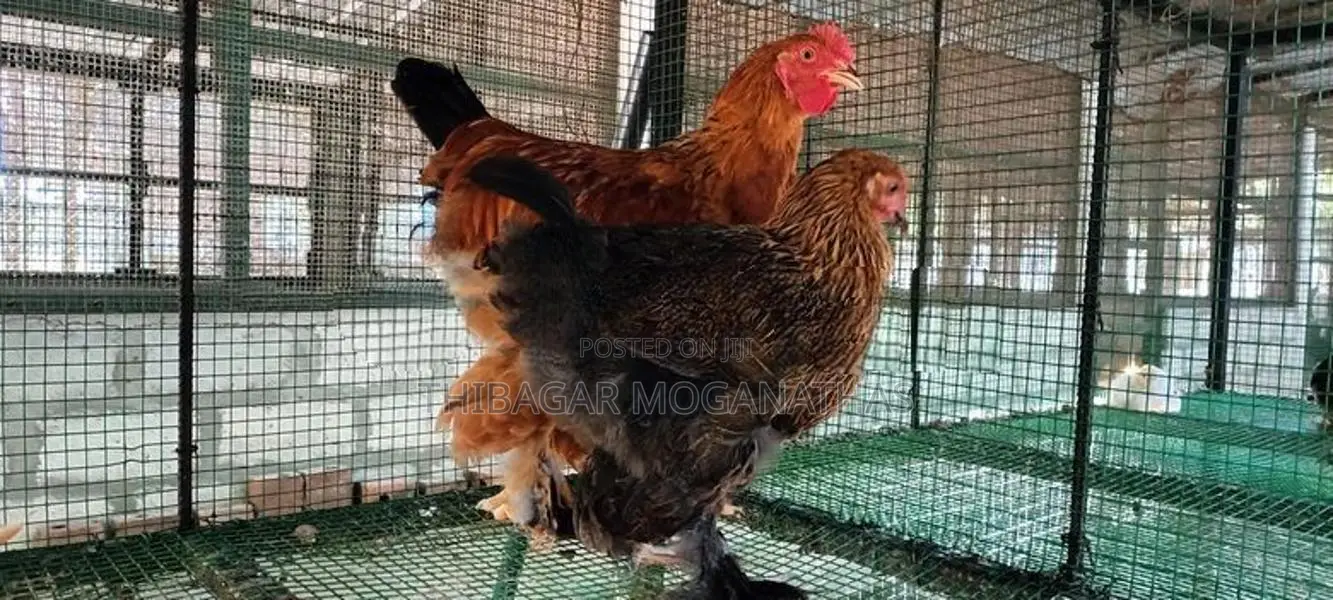 பிறாமா