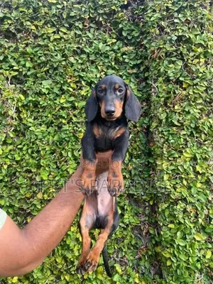 Dachshund Puppies
