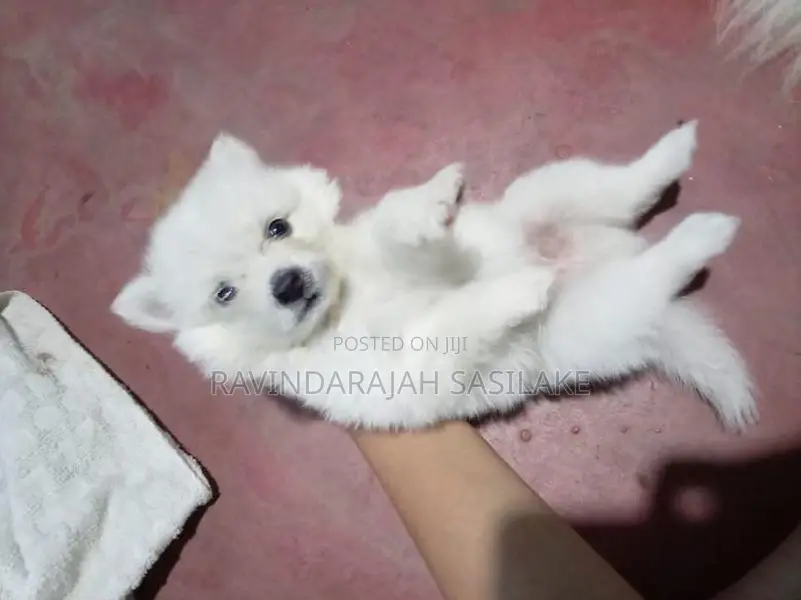Lion pomeranian puppy